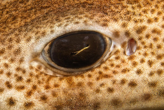 p.018, L’œil de la petite roussette, Scyliorhinus canicula. Rade de Brest – Finistère.