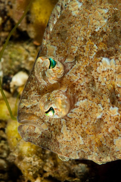 p.019, Sole perdrix commune, Microchirus variegatus. Archipel des Glénan – Finistère.