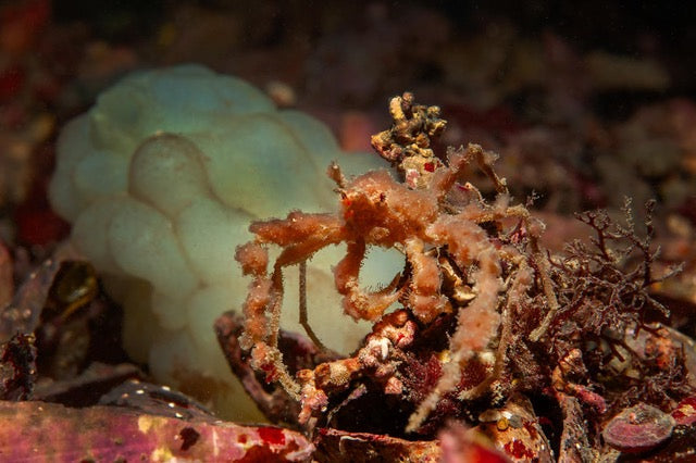 p.022, Araignée des anémones, Inachus phalangium. Crabe vivant très souvent en symbiose avec l’anémone verte, Anemonia viridis. Cap Fréhel – Côtes-d’Armor.