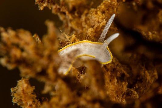 p.024, Limace, doris blanc à couronne d’or, Diaphorodoris alba. Rade de Brest – Finistère.