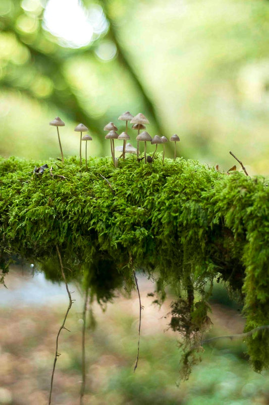 p.025, Mousse et champignon cohabitent les sous-bois.