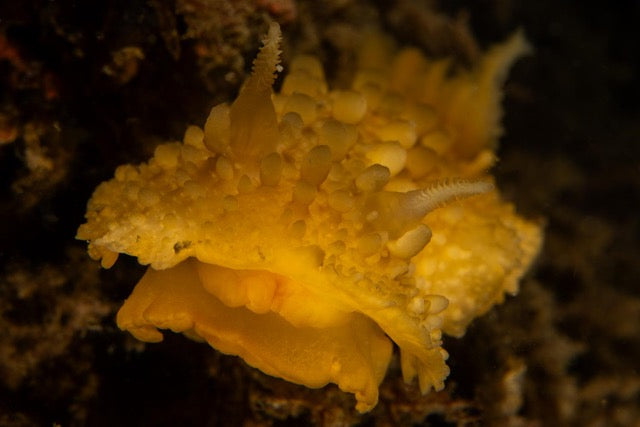p.025, Nudibranche, limace doris verruqueuse, Doris verrucosa. Rade de Brest – Finistère.