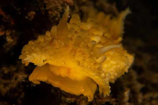 p.025, Nudibranche, limace doris verruqueuse, Doris verrucosa. Rade de Brest – Finistère.