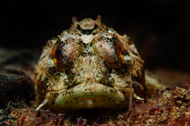 p.030, Chaboisseau de mer commun, Myoxocephalus scorpius. Ce poisson benthique se nourrit de poissons et de crustacés mais aussi des excréments des autres animaux, en particulier à proximité des zones portuaires. Rade de Lorient – Morbihan.