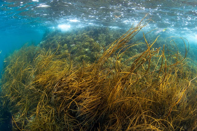 p.037, Paysage d’algues constitué d’himanthalle, Himanthalia elongata, et de varech denté, Fucus serratus. Belle-Île-en-Mer – Morbihan.