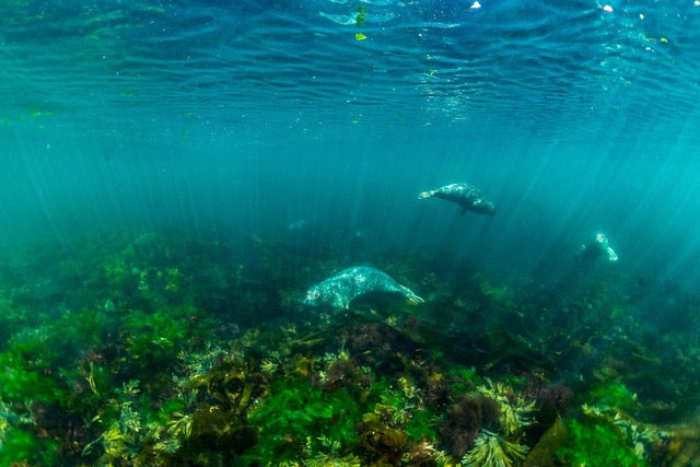 p.041, Phoques gris, Halichoerus grypus. Archipel des Sept-Îles – Côtes-d’Armor.