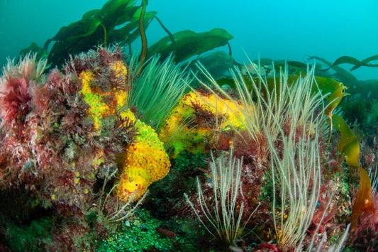 p.042, Laminaires digitées, Laminaria digitata, sur fond rocheux recouvert d’éponge clione, Cliona celata. Rade de Brest – Finistère.