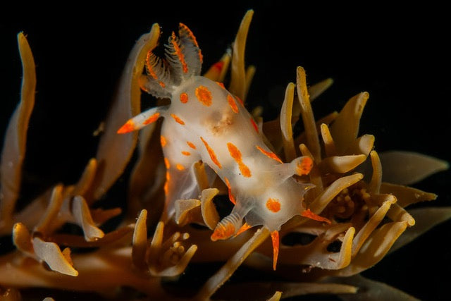 p.045, Limace polycera, Polycera spp, explorant du goémon frisé, Chondrus crispus. Belle-Île-en-Mer – Morbihan.