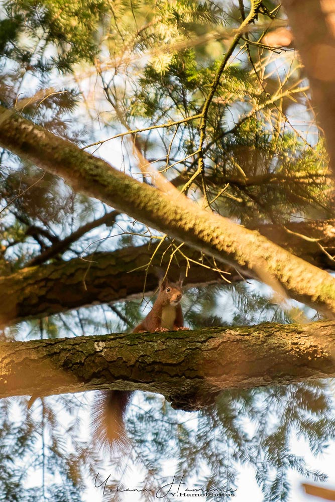 p.047, L'écureuil.