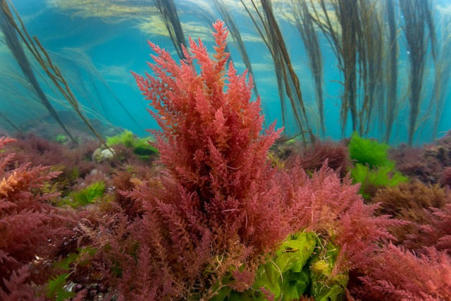 p.047, Champ d’algues rouges et himanthales. Île de Molène – Finistère.