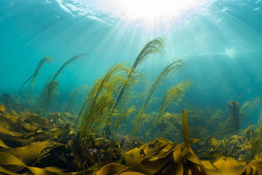 p.048, Panorama d’algues, himanthales et laminaires. Archipel de Molène – Finistère.