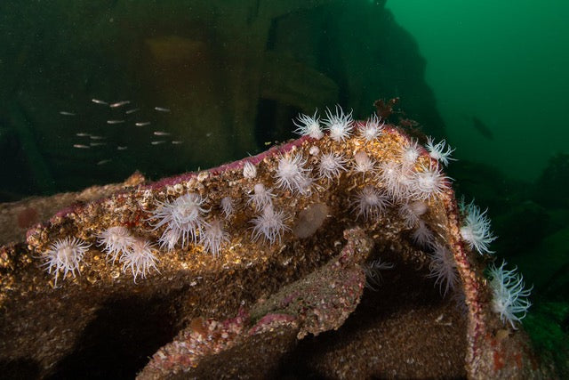 p.062, Épave du baliseur Émile-Allard coulé en avril 1943, le temps désagrège les tôles tout en favorisant l’installation de la faune. Anémones-marguerite, Actinothoe sphyrodeta, et banc de gobies. Mer d’Iroise – Finistère.