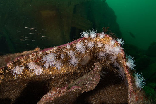 p.062, Épave du baliseur Émile-Allard coulé en avril 1943, le temps désagrège les tôles tout en favorisant l’installation de la faune. Anémones-marguerite, Actinothoe sphyrodeta, et banc de gobies. Mer d’Iroise – Finistère.