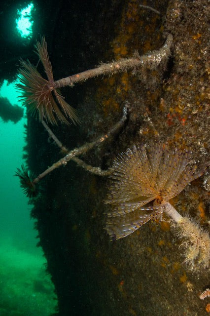 p.063, Épave du Lake Borgne coulé en octobre 1918. La vie reprend ses droits, spirographes, Sabella spallanzanii. Chenal du four – Finistère.