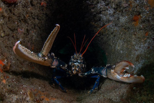 p.067, Nouveaux maîtres des lieux, les homards, Homarus gammarus, affectionnent particulièrement les épaves pour les nombreuses cachettes possibles et la présence de nourriture. Épave du Lake Borgne, Chenal du Four – Finistère.