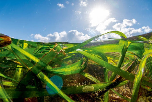p.078, Lors des forts coefficients de marée les herbiers de zostères peuvent être observés émergées. Archipel des Glénan – Finistère.