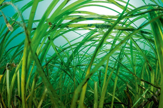 p.079, Lorsque cette plante à fleur est dense, les zostères, Zostera marina, forment de véritables prairies. Rade de Brest.
