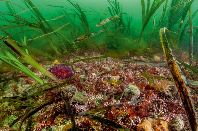 p.080, Certains endroits en Bretagne permettent d’observer deux habitats très riches en diversité d’espèces. Ici un herbier s’est développé à côté d’un banc de maërl. Belle-Île-en-Mer – Morbihan.