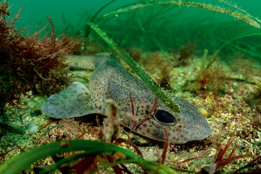 p.081, Les roussettes, Scyliorhinus canicula, affectionnent les herbiers durant leur repos le jour. Rade de Brest – Finistère.