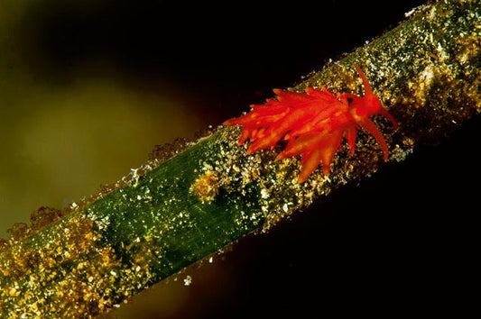 p.087, Limace, flabelline rouge, Coryphella verrucosa. Belle-Île-en-Mer – Morbihan.