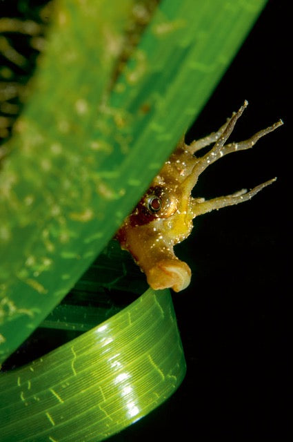 p.089, Hippocampe moucheté, Hippocampus guttulatus, le mâle possède une poche incubatrice sur le ventre,
dans laquelle les œufs fécondés seront stockés jusqu’à éclosion des larves. Belle-Île-en-Mer – Morbihan.