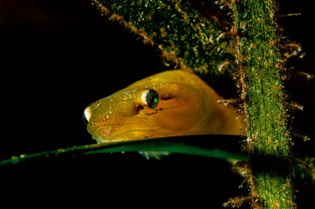 p.090, Lepadogaster à petite tête, Apletodon dentatus, à l’affût sur une feuille de zostère. Île de Groix – Morbihan.
