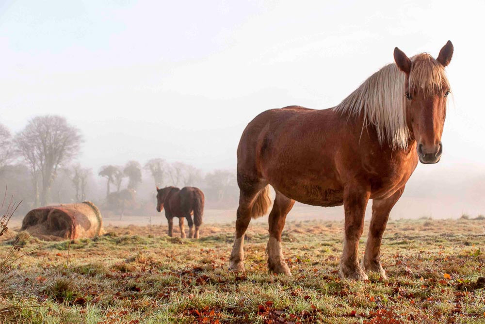 p.096, Chevaux de race Postier Breton.