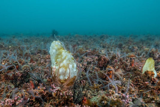 p.097, La vie sur les bancs de maërl non perturbés : Ascidie phallusie, Phallusia mammillata, supportant une limace flabelline. On peut aussi apercevoir les nombreux bras d’ophiures, Ophiothrix fragilis. Rade de Brest – Finistère.