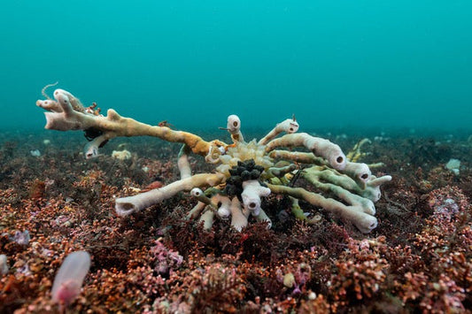 p.098, Éponge tube de fer, Haliclona simulans. Cette structure vivante sert à
son tour de support à d’autres animaux, crustacés, ophiures, et ponte de seiche. Rade de Brest – Finistère.