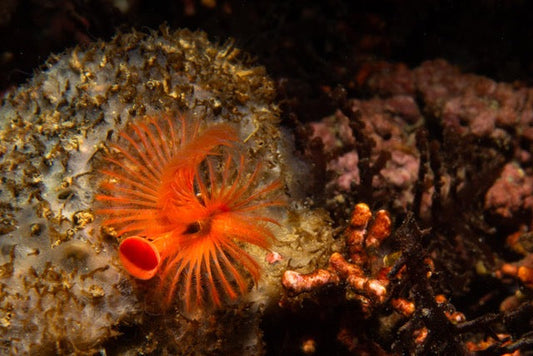 p.100, Serpule, Serpula vermicularis. Ce ver possède des couleurs vives, un double panache et un petit opercule en forme d’entonnoir très caractéristiques. Rade de Brest – Finistère.