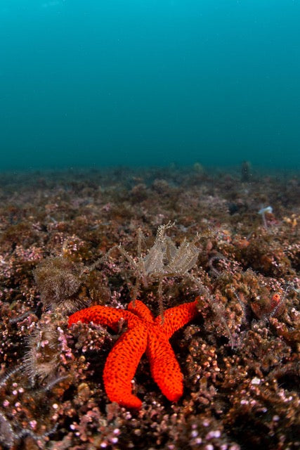 p.101, Macropode, Macropodia rostrata, sur une étoile de mer d’un rouge vif, Echinaster sepositus. Rade de Brest – Finistère.