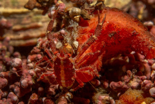 p.102, Galathée, Galathea intermedia, vivant autour d’une ascidie fixée sur du maërl. Belle-île-en-Mer – Morbihan.