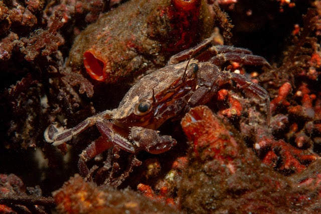 p.103, Étrille arquée, Polybius navigator. Belle-Île-en-Mer – Morbihan.