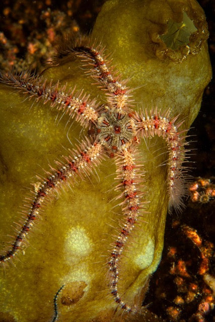 p.104, Ophiures fragiles, Ophiothrix fragilis. Animaux très mobiles, ce sont les plus rapides des échinodermes. Rade de Brest – Finistère.