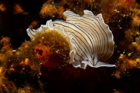 p.105, Ver plat, planaire blanche, Prostheceraeus vittatus, à ne pas confondre avec une limace. Baie de Morlaix – Finistère.