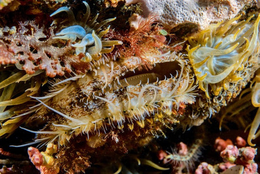 p.106, Pétoncle noir, Mimachlamys varia, vivant fixé sur un substrat dans le maërl. Baie de Saint-Brieuc – Côtes-d’Armor