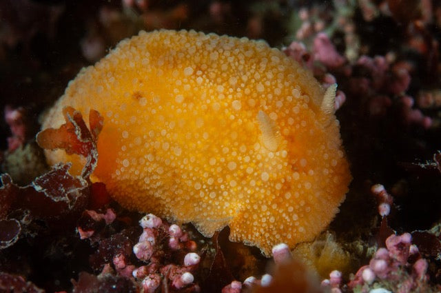 p.108, Limace citron de mer, Doris pseudoargus, en quête d’éponges, et sa ponte de la même couleur. Rade de Brest – Finistère
