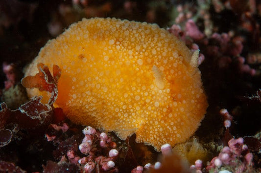 p.108, Limace citron de mer, Doris pseudoargus, en quête d’éponges, et sa ponte de la même couleur. Rade de Brest – Finistère
