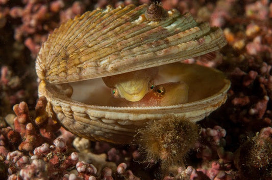 p.110,  Porcelaine grain de café, Trivia monacha. Gastéropode très esthétique se nourrissant d’ascidies. Rade de Brest – Finistère.