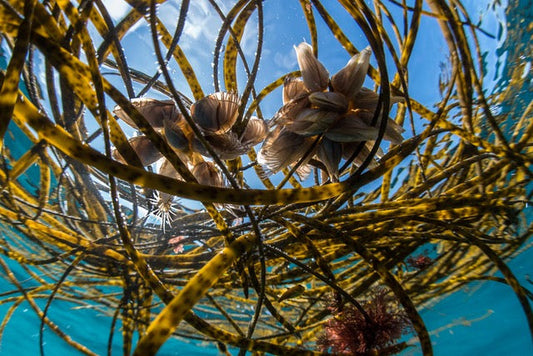 p.115, Anatifes à flotteur, Dosima fascicularis. Proche cousin de l’anatife, cette espèce est capable de générer un flotteur spongieux sur lequel les juvéniles se fixent.
