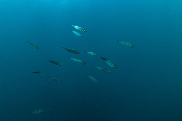 p.116, Parfois lorsque de bonnes conditions météorologiques sont réunies, l’Océan Atlantique rivalise avec des mers plus claires pour le bonheur des plongeurs. Île de Groix – Morbihan.