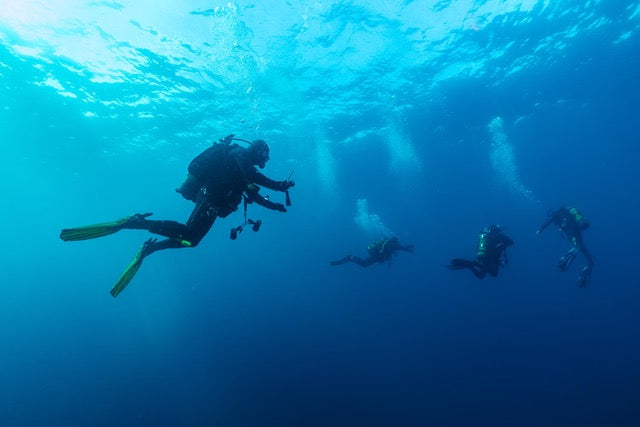 p.117, Petit banc de chinchards communs, Trachurus trachurus, perdus dans le bleu. Mer d’Iroise – Finistère.