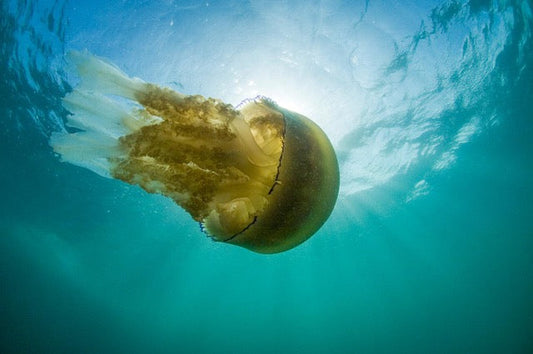 p.120, Méduse rhizostome, Rhizostoma pulmo. Espèce massive qui peut atteindre 1 m de diamètre, non vénimeuse. Archipel des Glénan – Finistère.