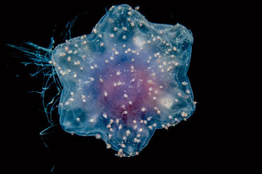 p.122, Méduse cyanée, Cyanea lamarckii, recouverte d’amphipodes, espèces du zooplancton, certainement Hyperia galba. Ouessant – Finistère.