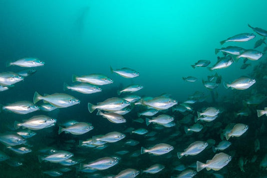 p.126, Banc de capelans, Trisopterus minutus. Baie de Douarnenez – Finistère.