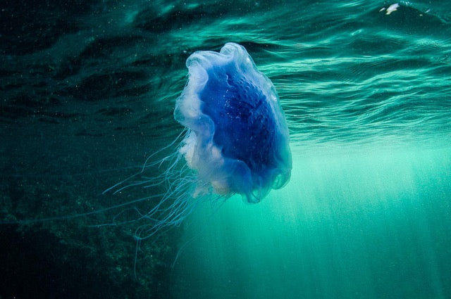 p.129, Méduse cyanée, Cyanea lamarcki. Espèce très urticante. Belle-Île-en Mer – Morbihan.