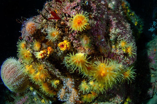 p.132, Corail solitaire jaune, Leptopsammia pruvoti. Ce madréporaire solitaire se distingue par son jaune vif presque fluorescent. Île de Ouessant – Finistère.