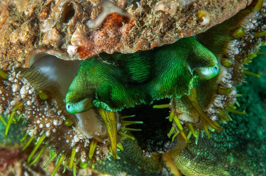 p.136, Portrait d’ormeau, Haliotis tuberculata. Aber Benoît – Finistère.