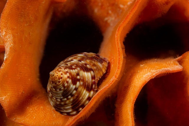 p.138, Troque-jujube, Calliostoma zizyphinum, sur une rose de mer, bryozoaire, Pentopora facialis. Rade de Brest – Finistère.
