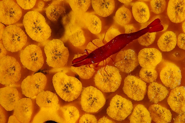 p.139, Crevette hyppolyte, Hippolyte varians, évoluant sur une éponge clione, Cliona celata. Île d’Hoëdic – Morbihan.